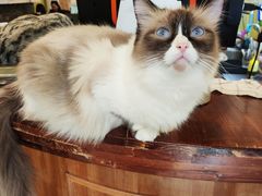 -猫色咖啡·猫咖