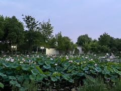 -金银湖国家城市湿地公园