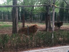 -秦皇岛野生动物园