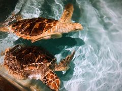 -芜湖新华联大白鲸海洋公园