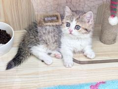 -momokira米努特·德文卷毛猫·棉花面纱犬
