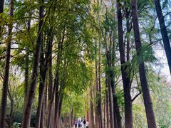 -上海滨江森林公园