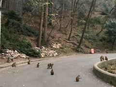 -黔灵山公园