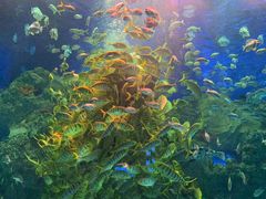 -芜湖新华联大白鲸海洋公园