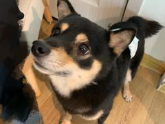 -柴犬小屋·柴餐厅·狗咖食堂(金鼎广场店)