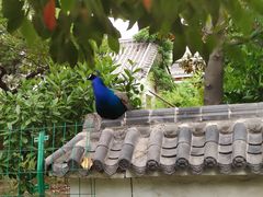 -观唐（国际）度假村温泉