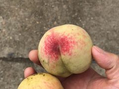 -岣嵝峰国家森林公园