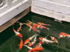 -鲤院·新中式美学·庭院餐厅(夫子庙店)