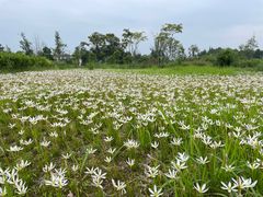 -桤木河湿地公园