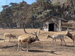 -沈阳森林动物园