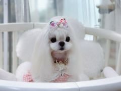 -鑫艺宠物美容培训学校