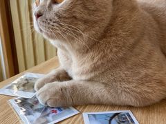 -Catmate·猫肥家润(金润铂宫店)