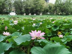 -洛阳市隋唐城遗址植物园