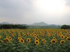 -光明小镇欢乐田园