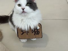 -怪兽屋·羊驼·猫咖·狗咖(俊华广场店)