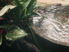 -乐领拈花溪·林涧食韵