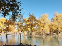 -金塔沙漠胡杨林景区