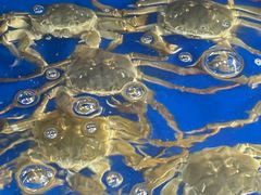 -阳澄湖大闸蟹·琼灵阁牌品牌连锁(吴中总店)