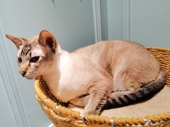 -安格丽娜·狗咖·猫咖羊驼咖(春熙路百盛商场店)
