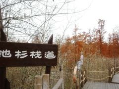 -池杉湖湿地公园
