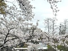 -井之头恩赐公园