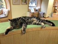 -猫和宫(六道口店)
