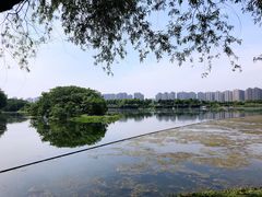 -洋湖国家湿地公园