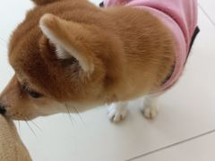 -怪兽屋·羊驼·猫咖·狗咖(俊华广场店)