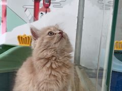 -糯米喵星人总部直营旗舰店·猫舍·幼猫出售
