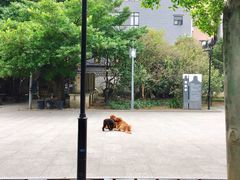-小洲村