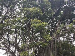 -船政文化景区-罗星塔公园