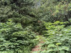 -北京西山国家森林公园