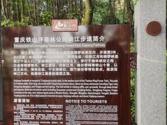 -铁山坪森林公园