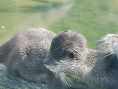 -上海动物园(地铁站)