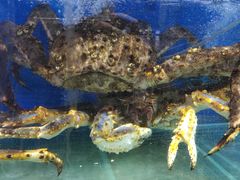 帝王蟹-船梆煮•蒸汽海鲜·炉火烤肉(五四广场店)