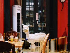 -猫色咖啡·猫咖