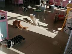 -70cat德文卷毛猫·缅因猫纯种猫舍