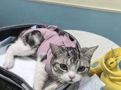 -天宠宠物医院24小时·急重症诊疗中心·全科·腔镜特色(和平分院)