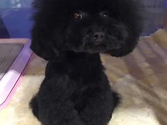 -爱宠屋pet shop·宠物洗澡·宠物美容