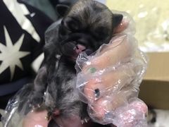 -睿金宠物医院·CT·肿瘤·骨外科
