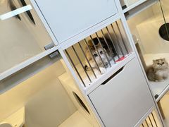 -十月米努特矮脚猫舍