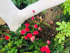 -亚龙湾国际玫瑰谷