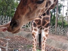 -清迈夜间动物园