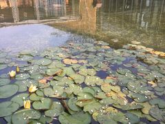 -田园东方蜜桃村的田野营地
