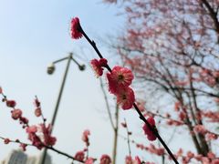 -重庆中央公园(渝北区)