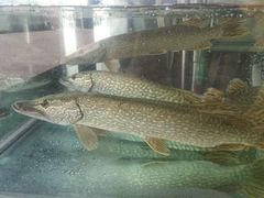 -新疆风味冷水鱼庄(友谊峰路店)