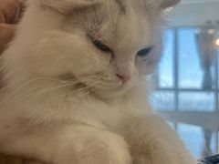 -共舞时光猫咖·狗咖(新街口店)