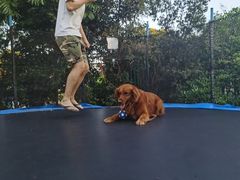 -汪说喵讲宠物乐园宠物酒店(红星美凯龙店)