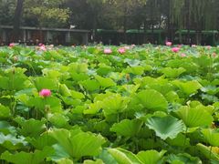 -四川大学(望江校区)