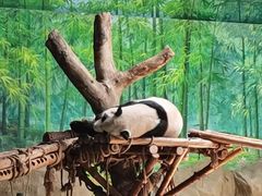 -灵玲国际马戏城